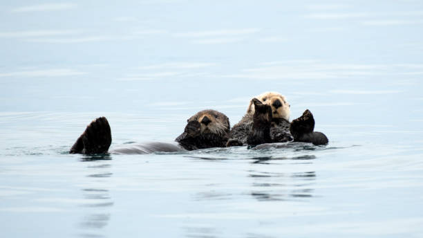 istock Sea Otter Mates Floating Together 1419372699