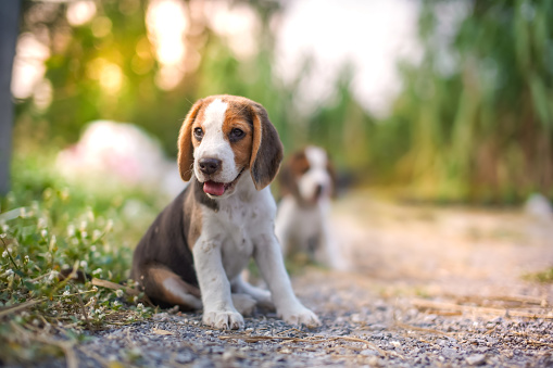 A cute beagle puppy sit on the grass outdoor in the yard,sunlight and bokeh.