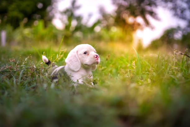 An adorable white haired beagle puppy  playing outdoor on the grass field