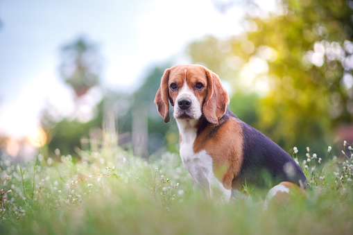 A cute beagle dog sit on the grass outdoor in the grass field,sunlight and bokeh.