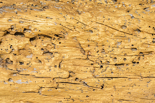 The surface of an old fallen tree trunk is painted in golden color.