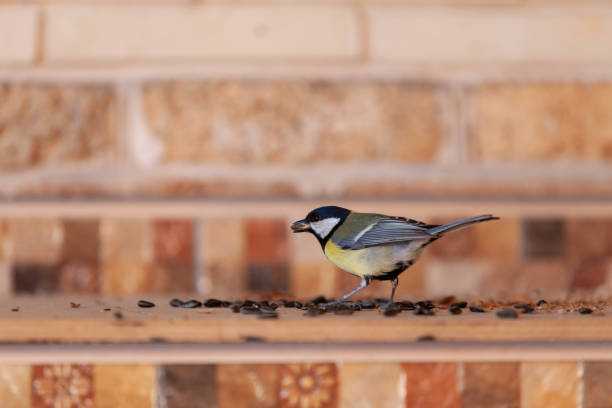 istock Tit on blurred background near sunflower seeds 1419373884