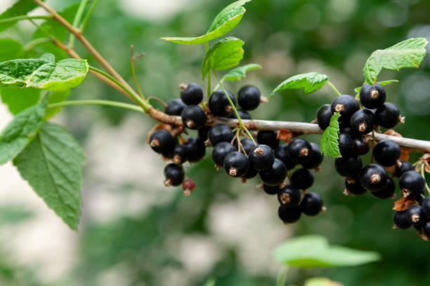 istock Clusters of black currant grow on a green bush 1419374230