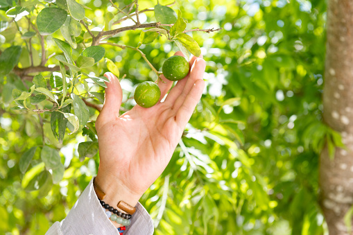 This is a photograph of the hand of a white man reaching to pick limes growing on a tree in Tulum, Mexico.
