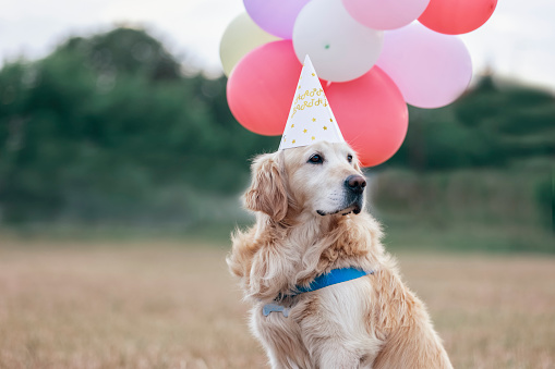 A beautiful adult serious dog, golden retriever, sitting outside on the grass, looking away and celebrating his birthday, with a cap on his head and balloons in the background.