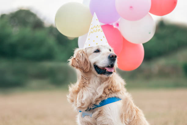 istock Happy birthday to the dog! 1419374829
