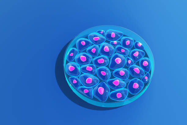 ガラスシャーレ(別名細胞培養ディッシュ)内で増殖する生物の細胞。生物実験の概念図 - bacterial colonies ストックフォトと画像