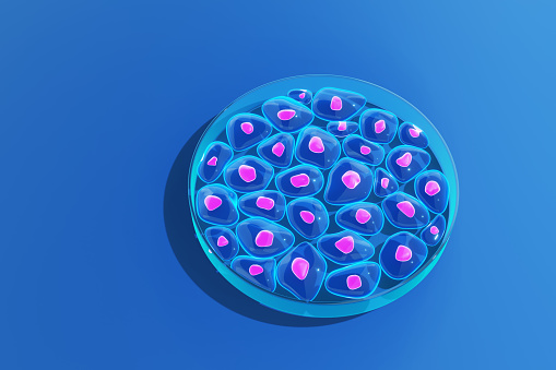 Cells of organisms growing in a glass Petri dish (aka. cell-culture dish). Illustration of the concept of biological experiment