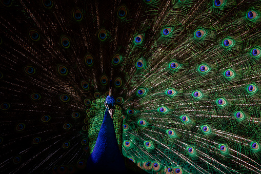 Male peacock feathers open