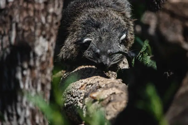 Portrait of a hidden adult bearcat perched on a branch