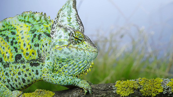 Portrait of an adult colorful Veiled chameleon sits on a tree branch and looks around, on green grass and blue sky background. Cone-head chameleon or Yemen chameleon (Chamaeleo calyptratus)