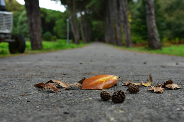 Ataturk Arboretum is an arboretum in Bahcekoy, Sariyer, Istanbul Province, Turkey.