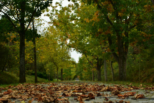 Ataturk Arboretum is an arboretum in Bahcekoy, Sariyer, Istanbul Province, Turkey.
