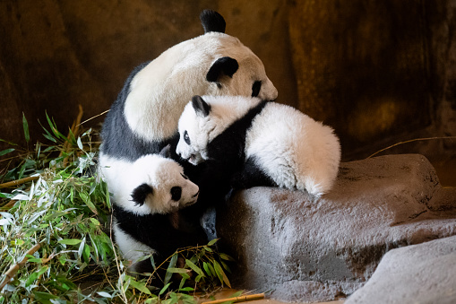 Giant panda bear with her two 5-month-old cubs playing at the Madrid Zoo