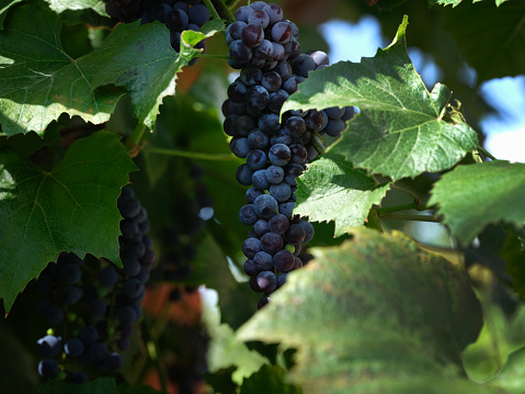 Ripe blue grapes hanging on a grape vine. Close up