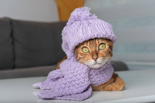 istock Cat in a knitted hat and scarf. 1419379175
