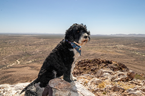 Portuguese Water Dog at the summit of Picacho Peak in Las Cruces, New Mexico