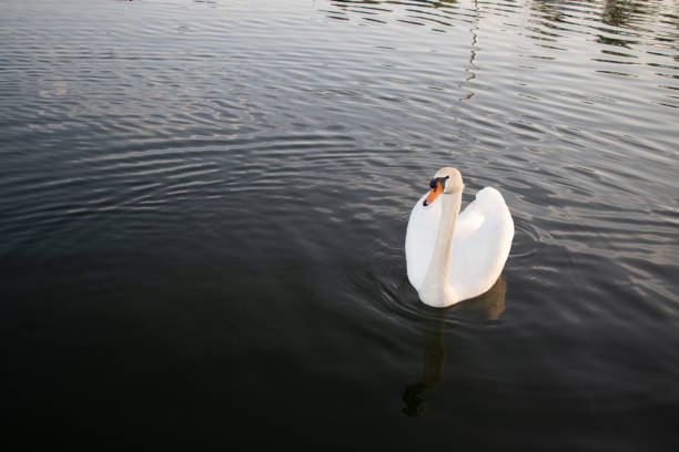 one white mute swan with an orange bill floating in a lake