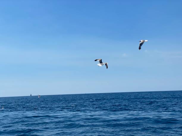 istock Seagulls fly over blue sea 1419381617