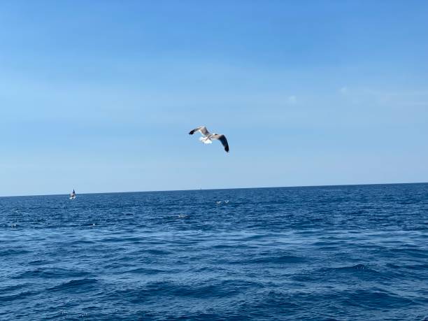 istock Seagulls fly over blue sea 1419381767