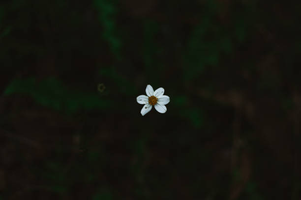 istock top view of a small white flower 1419382797
