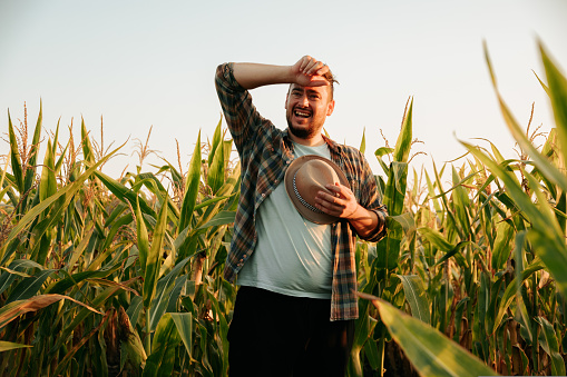 Tired young man stand in corn field, took off hat, wipes sweat from forehead, front view, looking away. Joyful farmer finished harvesting work, field background. Copy space.
