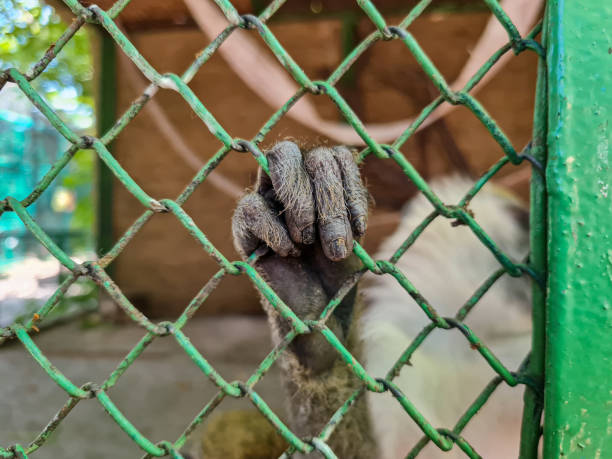 istock Close up monkey hand in steel cage 1419384279