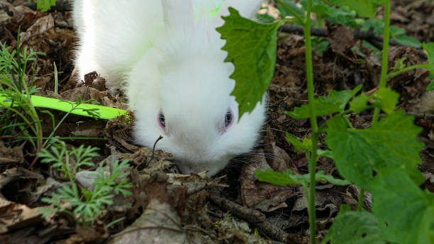 istock Cute fluffy white rabbit in green grass outdoor 1419384422