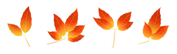 ilustrações de stock, clip art, desenhos animados e ícones de red and red colored autumn leaf branch. motley fire-colored leaf icon - beech tree leaf isolated branch