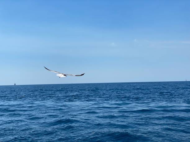 istock Seagulls fly over blue sea 1419384509