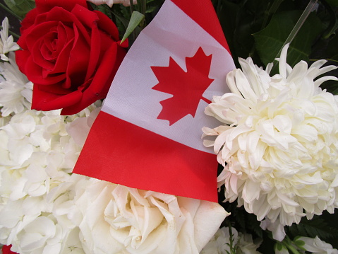 close view of red and white flowers with a Canadian flag