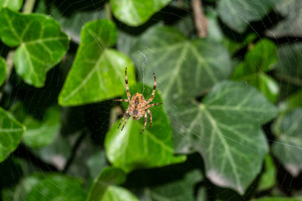 istock spider in a web with green foliage in the background 1419384611