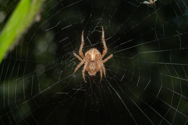 istock spider in a web with green foliage in the background 1419384795