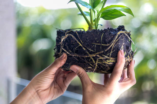 istock Female hands holding plant with root 1419385971