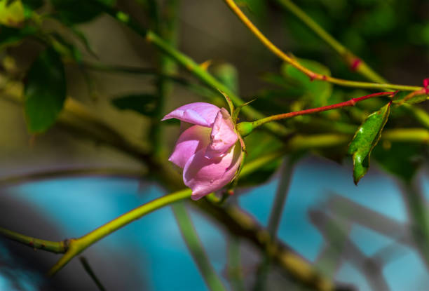 light pink garden rose