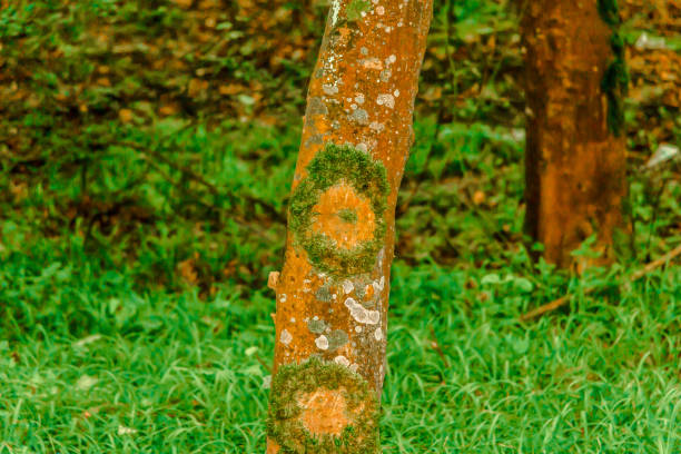 Long tree trunk with green moss on it in forest