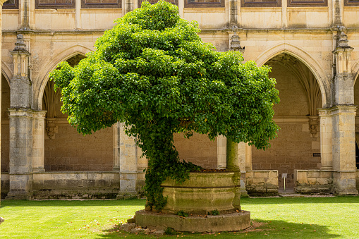 Green tree in monastery at Carrion de los Condes, Spain.