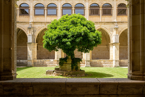Green tree in monastery at Carrion de los Condes, Spain.