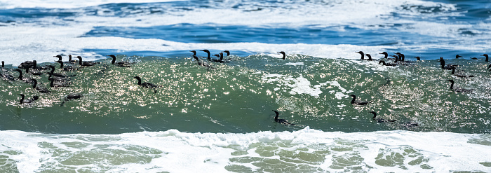 Namibia, thousands of cormorants on the wave in the sea, Skeleton coast in Namibia