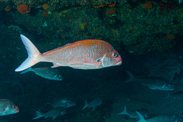 istock A fish's journey in South Africa 1419386627