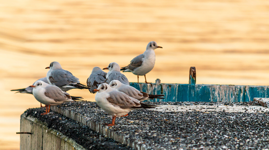 a flock of seagulls perches on the dock
