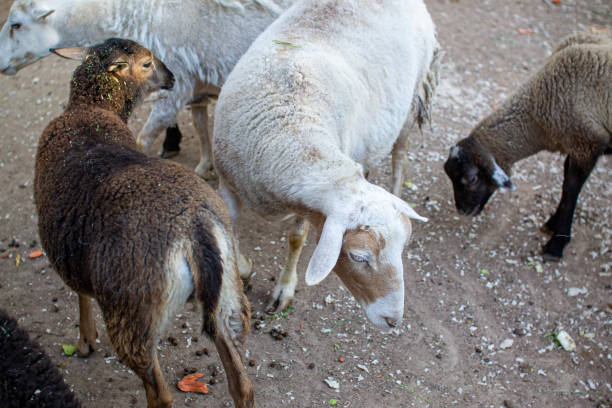 istock Cute sheep and goats on the farm 1419387067