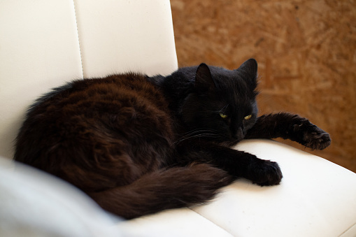 Affectionate domestic black cat Kitten portrait indoor