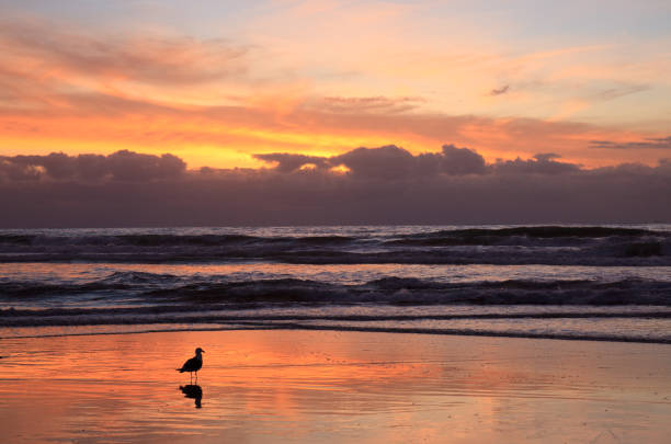 istock Silhouette of a Gull on the Beach 1419388388
