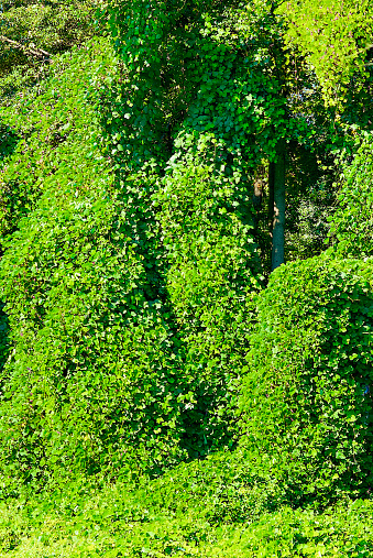 Kudzu (Pueraria montana) invasive vines are seen clearly overgrowing trees and bushes on a sunny afternoon.
