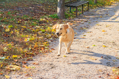 Young labrador retriever dog running in autumn park