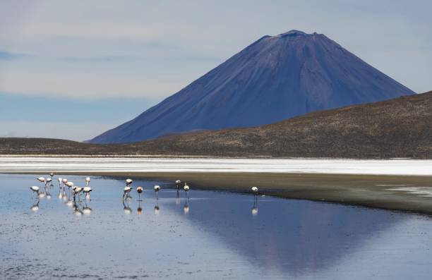 istock Flamingos on Laguna de Salinas in Peru 1419389169