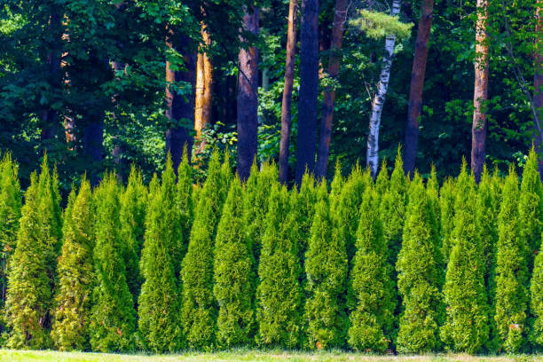 una serie de árboles de thuja crecen cerca del bosque - fence formal garden gardening ornamental garden fotografías e imágenes de stock