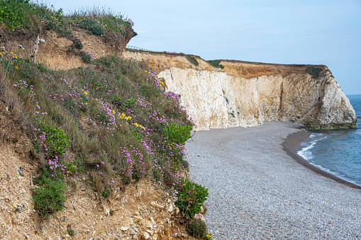 Opportunistic flowers growing at Freshwater Bay, Isle of Wight, Hampshire, UK
