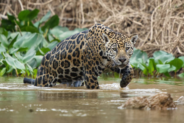 istock Jaguar hunting through the water lilies. 1419391323